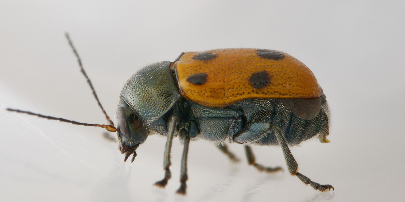 Cryptocephalus quadripunctatus?  No, Cryptocephalus etruscus